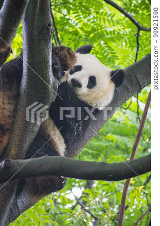 Giant Panda (China - Chengdu Okuma School Breeding Research Base) Giant Panda (China - Chengdu Okuma School Breeding Research Base) 99921590