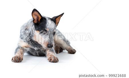 Shy blue heeler or australian cattle dog puppy lying down on white background. Copy space 99921688