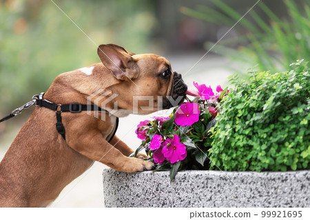 Cute french bulldog dog licking and sniffing flowers outdoors Cute french bulldog dog licking and sniffing flowers outdoors 99921695