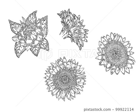 Line drawing sunflower flower parts illustration material set 99922114