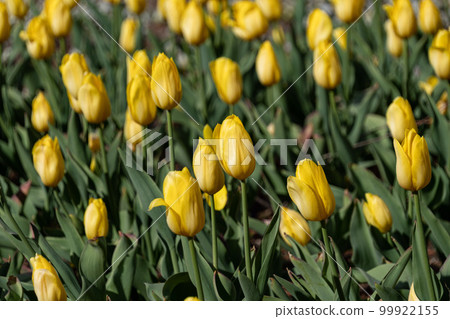 鬱金香 鬱金香 99922155