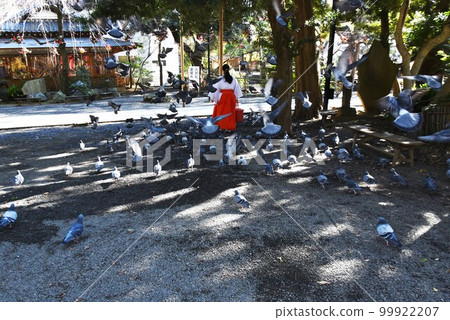 神社範圍內的一群鴿子 神社範圍內的一群鴿子 99922207