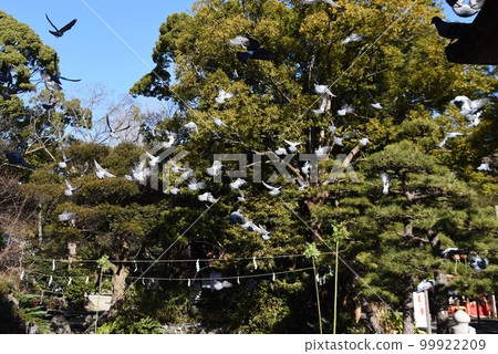 神社範圍內的一群鴿子 神社範圍內的一群鴿子 99922209
