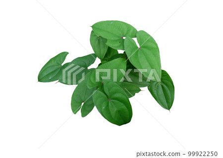Purple yam leaves Purple yam leaves 99922250
