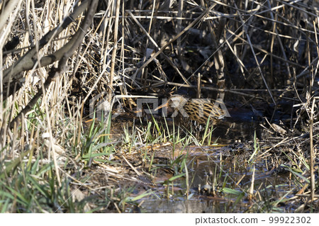 Quiner Quiner 99922302