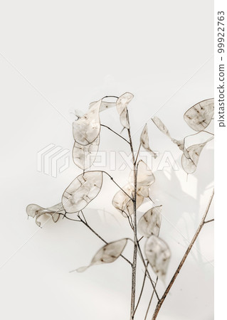 Close-up of beautiful creamy dry Lunaria annua bouquet. Silver dollar money, honesty plant seeds against beige wall. Selective focus, vertical background. Floral home decoration. Beauty in nature. Close-up of beautiful creamy dry Lunaria annua bouquet. Silver dollar money, honesty plant seeds against beige wall. Selective focus, vertical background. Floral home decoration. Beauty in nature. 99922763