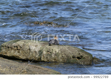 紅胸秋沙鴨 紅胸秋沙鴨 99922789