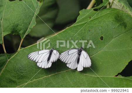 兩隻白蝴蝶(北海道鹿追町) 兩隻白蝴蝶(北海道鹿追町) 99922941