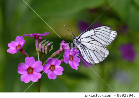 從日本報春花中吸食花蜜的蝦夷白蝴蝶(北海道浦幌町) 從日本報春花中吸食花蜜的蝦夷白蝴蝶(北海道浦幌町) 99922943
