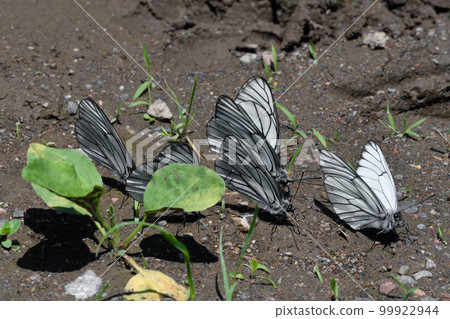白蝴蝶集體吸水（北海道津別町） 99922944