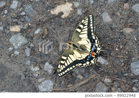 Papilio machaon sucking water (Sounkyo, Hokkaido) Papilio machaon sucking water (Sounkyo, Hokkaido) 99922948
