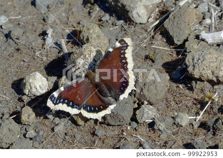 Absorption of water (Shiretoko, Hokkaido) Absorption of water (Shiretoko, Hokkaido) 99922953