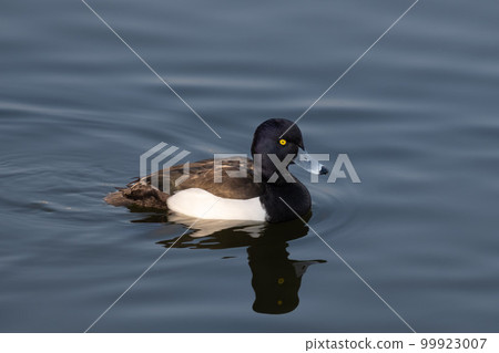 Kinkrochasshuro Kinkrochasshuro 99923007