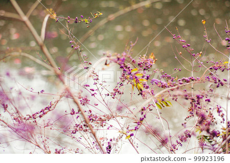 plant with purple berries plant with purple berries 99923196