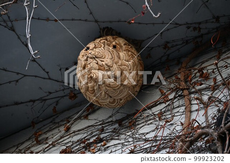 大黃蜂的黃蜂 99923202