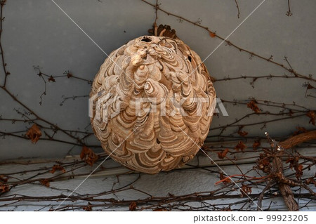 Wasp of the hornet 99923205