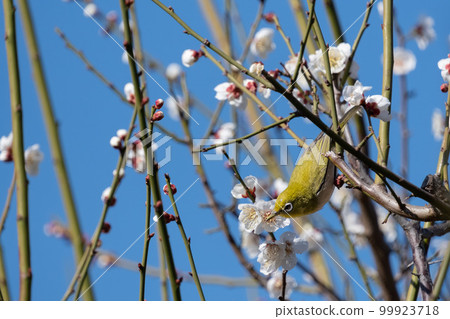 White-eye 99923718