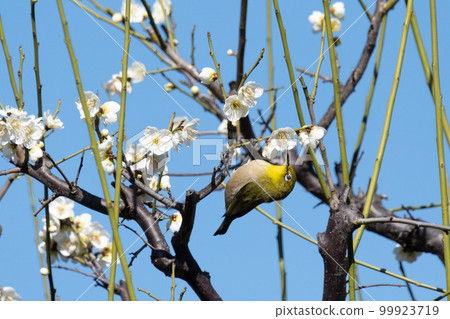 White-eye White-eye 99923719