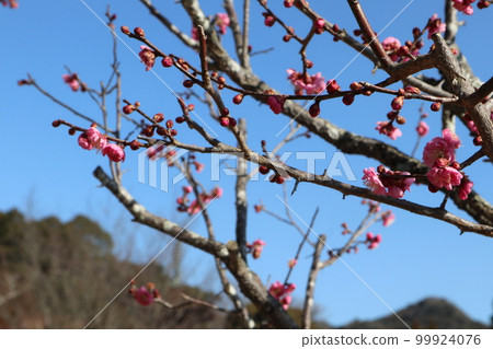 Ruriko-ji Temple in Yamaguchi on the first day of spring with plum blossoms Ruriko-ji Temple in Yamaguchi on the first day of spring with plum blossoms 99924076
