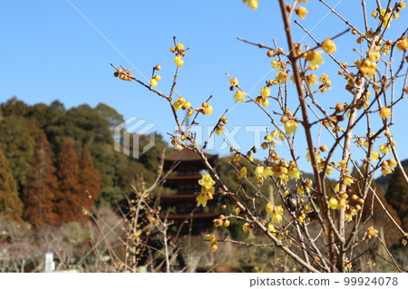 Ruriko-ji Temple in Yamaguchi on the first day of spring with plum blossoms Ruriko-ji Temple in Yamaguchi on the first day of spring with plum blossoms 99924078