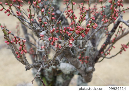 初一梅花山口琉璃光寺 99924314