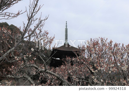 Ruriko-ji Temple in Yamaguchi on the first day of spring with plum blossoms Ruriko-ji Temple in Yamaguchi on the first day of spring with plum blossoms 99924318