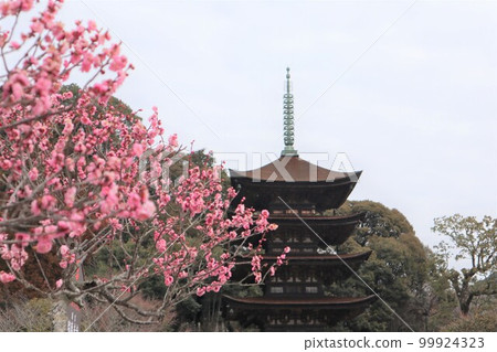 Ruriko-ji Temple in Yamaguchi on the first day of spring with plum blossoms 99924323