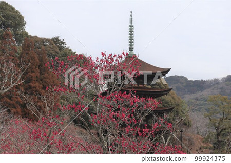 Ruriko-ji Temple in Yamaguchi on the first day of spring with plum blossoms 99924375