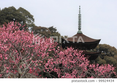 Ruriko-ji Temple in Yamaguchi on the first day of spring with plum blossoms 99924434
