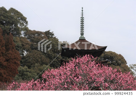 Ruriko-ji Temple in Yamaguchi on the first day of spring with plum blossoms 99924435