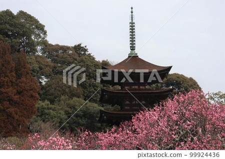 Ruriko-ji Temple in Yamaguchi on the first day of spring with plum blossoms 99924436