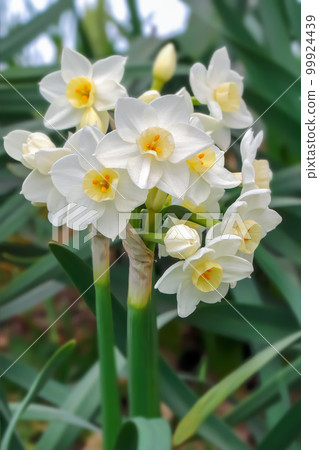 Daffodils (Narcissus) 99924439