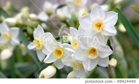 Daffodils (Narcissus) 99924440