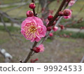 Early blooming plum [Red plum one wheel] 99924533