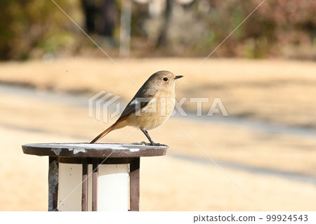 Giubitaki的女性 Giubitaki的女性 99924543