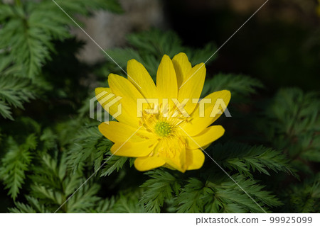 阿多尼斯拉莫薩 99925099