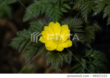 阿多尼斯拉莫薩 99925101