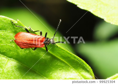 一种红甲蟲 99925304