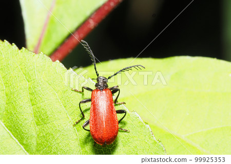 A kind of red beetle A kind of red beetle 99925353