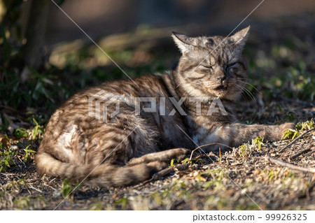 灰毛貓 灰毛貓 99926325