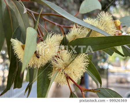 Blooming Eucalyptus twirled (lat. - Eucalyptus torquata) 99926369