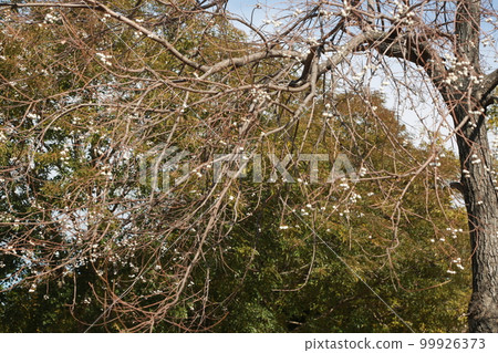 在公園散步 99926373