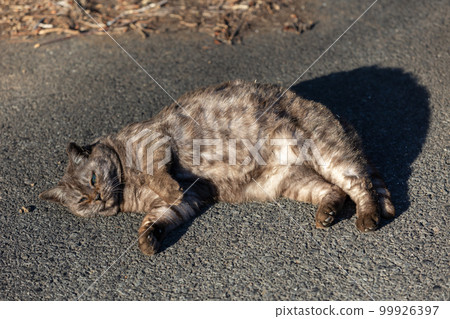 躺著的灰貓 99926397