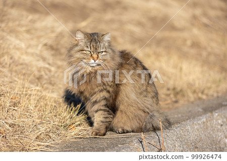 棕色長毛貓 棕色長毛貓 99926474