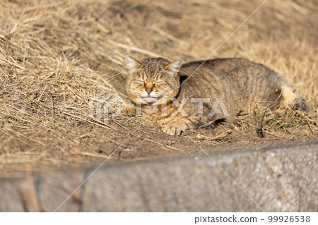 Tea tiger kitten 99926538