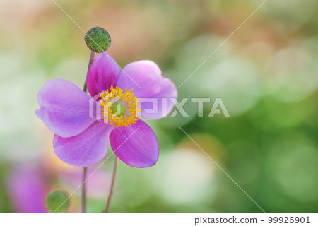Japanese anemone with pink gradient petals 99926901