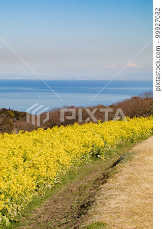 從兵庫縣淡路島的淡路花佐敷油菜花中看到的瀨戶內海 從兵庫縣淡路島的淡路花佐敷油菜花中看到的瀨戶內海 99927082
