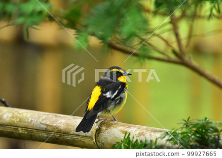 Ficedula 在夏末公園 99927665