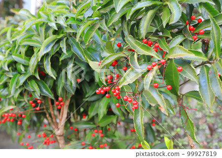 Manryo with red fruits Manryo with red fruits 99927819