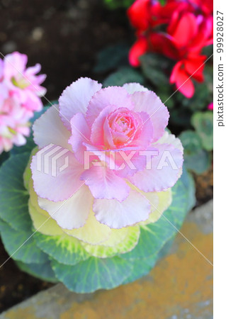 Manryo with red fruits 99928027